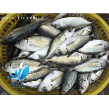 Congelado big eye caballo mackerel ronda scad wholessle